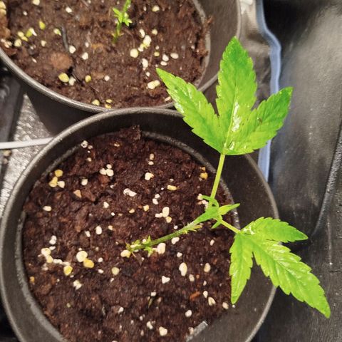 White widow & Bubble Gum  growlog timeline photo
