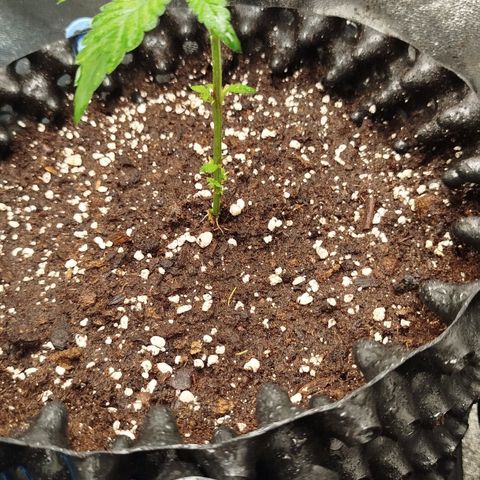 White widow & Bubble Gum  growlog timeline photo