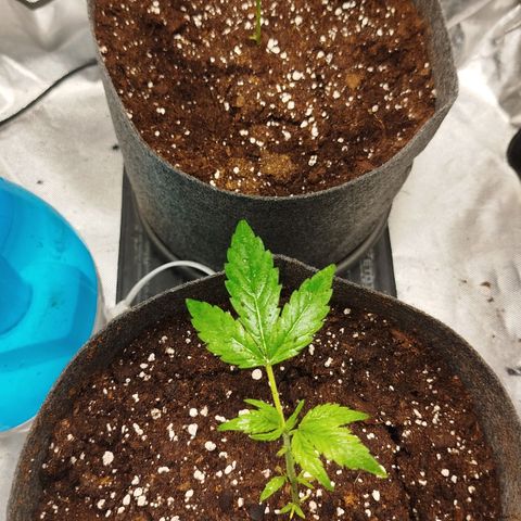 White widow & Bubble Gum  growlog timeline photo