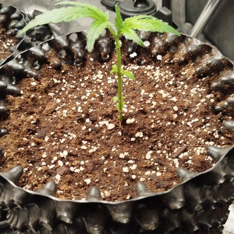White widow & Bubble Gum  growlog timeline photo