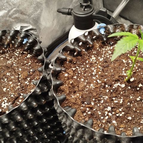 White widow & Bubble Gum  growlog timeline photo