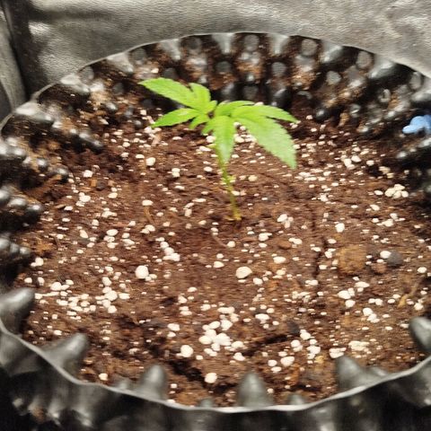White widow & Bubble Gum  growlog timeline photo