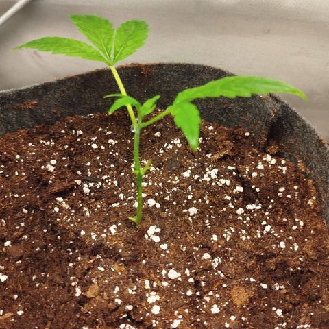 White widow & Bubble Gum  growlog timeline photo