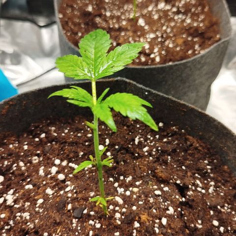 White widow & Bubble Gum  growlog timeline photo