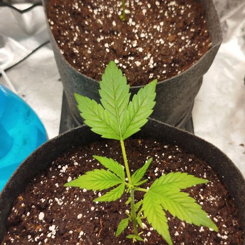 White widow & Bubble Gum  growlog timeline photo