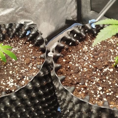 White widow & Bubble Gum  growlog timeline photo