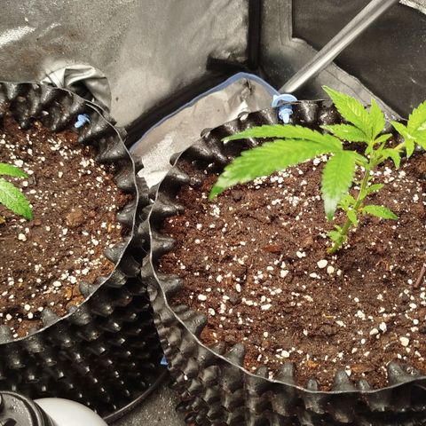 White widow & Bubble Gum  growlog timeline photo
