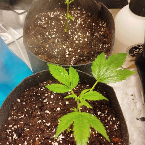 White widow & Bubble Gum  growlog timeline photo
