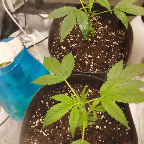 White widow & Bubble Gum  growlog timeline photo