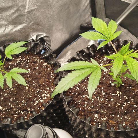 White widow & Bubble Gum  growlog timeline photo