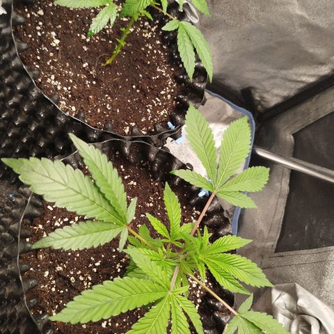 White widow & Bubble Gum  growlog timeline photo