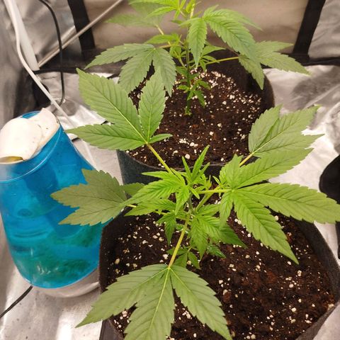 White widow & Bubble Gum  growlog timeline photo