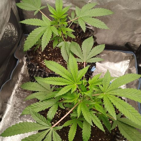 White widow & Bubble Gum  growlog timeline photo