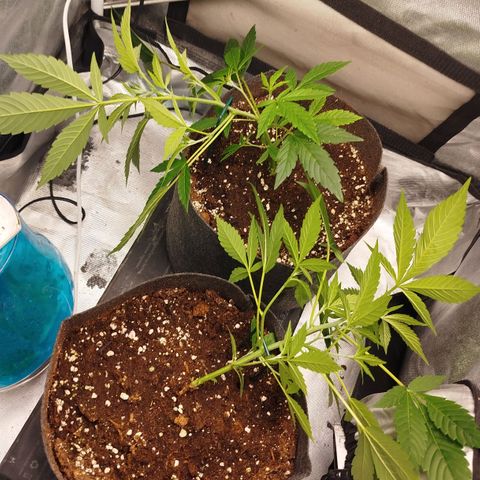 White widow & Bubble Gum  growlog timeline photo