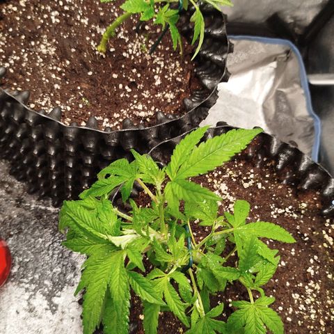 White widow & Bubble Gum  growlog timeline photo