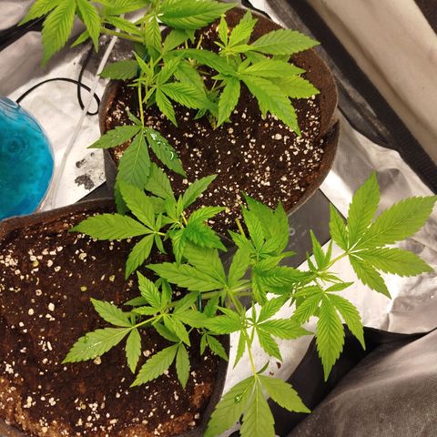 White widow & Bubble Gum  growlog timeline photo