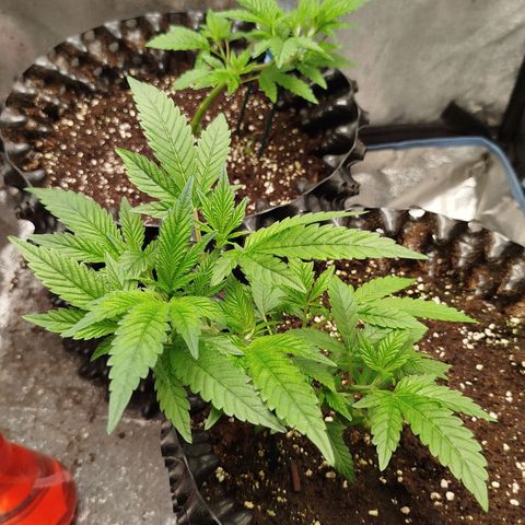 White widow & Bubble Gum  growlog timeline photo