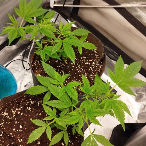 White widow & Bubble Gum  growlog timeline photo