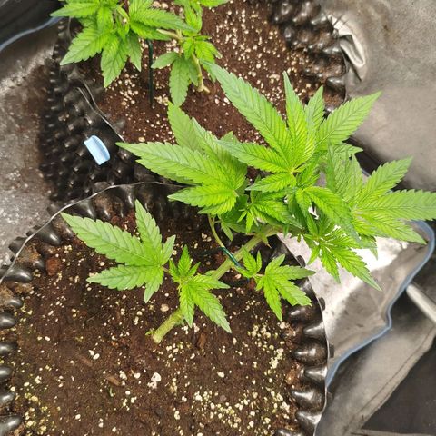 White widow & Bubble Gum  growlog timeline photo