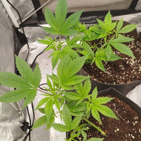 White widow & Bubble Gum  growlog timeline photo