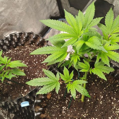 White widow & Bubble Gum  growlog timeline photo