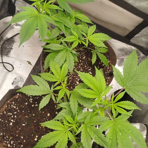 White widow & Bubble Gum  growlog timeline photo