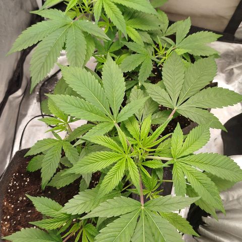 White widow & Bubble Gum  growlog timeline photo