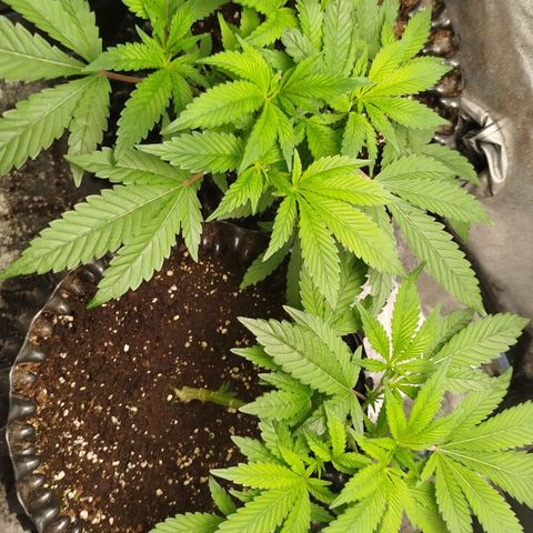 White widow & Bubble Gum  growlog timeline photo