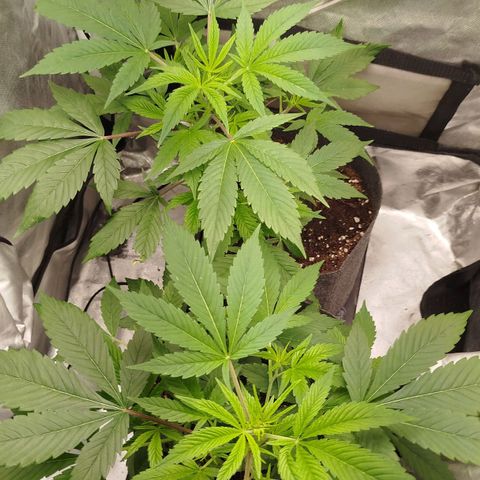 White widow & Bubble Gum  growlog timeline photo