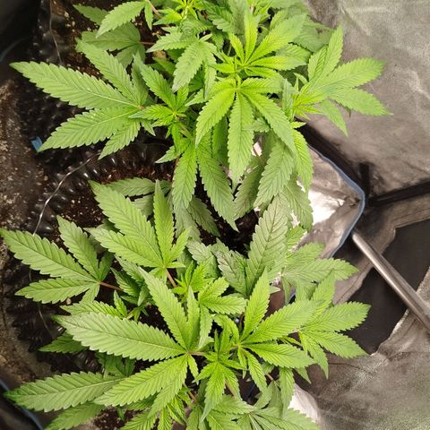 White widow & Bubble Gum  growlog timeline photo
