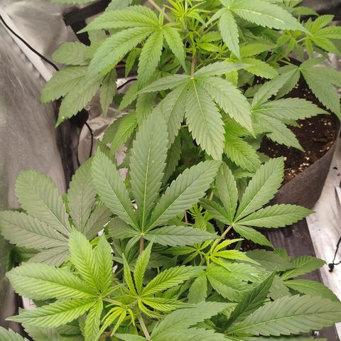 White widow & Bubble Gum  growlog timeline photo