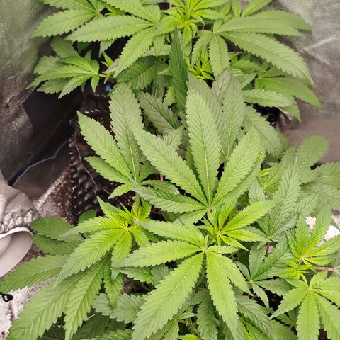White widow & Bubble Gum  growlog timeline photo