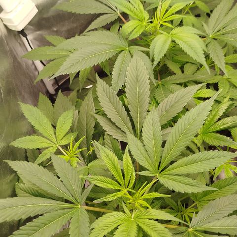 White widow & Bubble Gum  growlog timeline photo