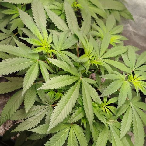 White widow & Bubble Gum  growlog timeline photo