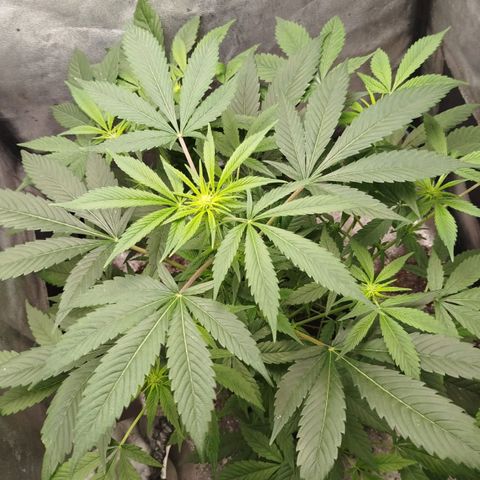 White widow & Bubble Gum  growlog timeline photo