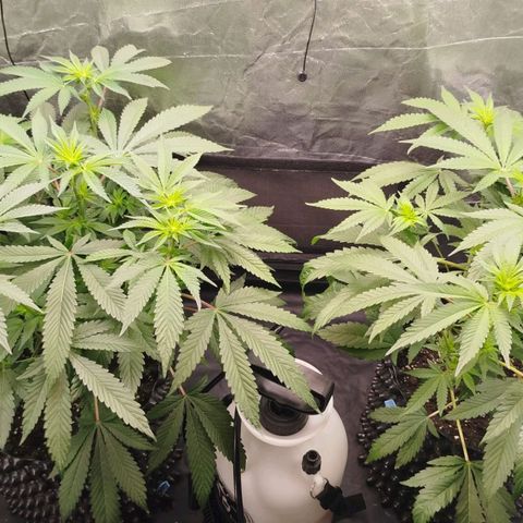 White widow & Bubble Gum  growlog timeline photo