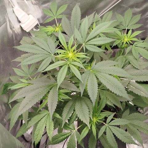 White widow & Bubble Gum  growlog timeline photo