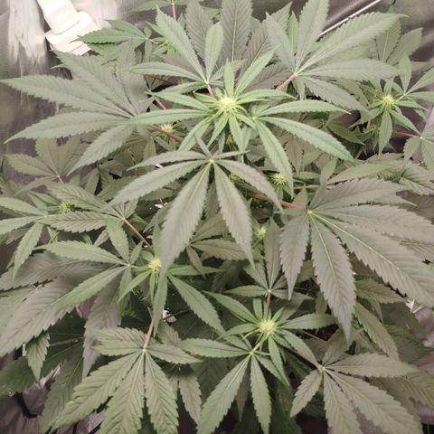 White widow & Bubble Gum  growlog timeline photo