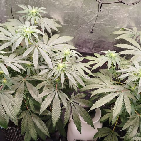 White widow & Bubble Gum  growlog timeline photo