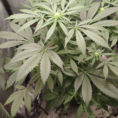 White widow & Bubble Gum  growlog timeline photo