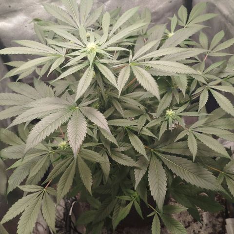 White widow & Bubble Gum  growlog timeline photo
