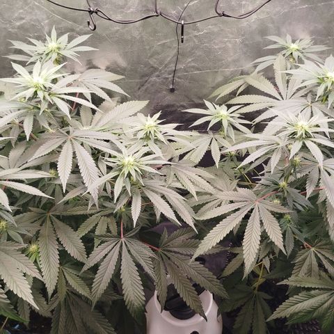 White widow & Bubble Gum  growlog timeline photo