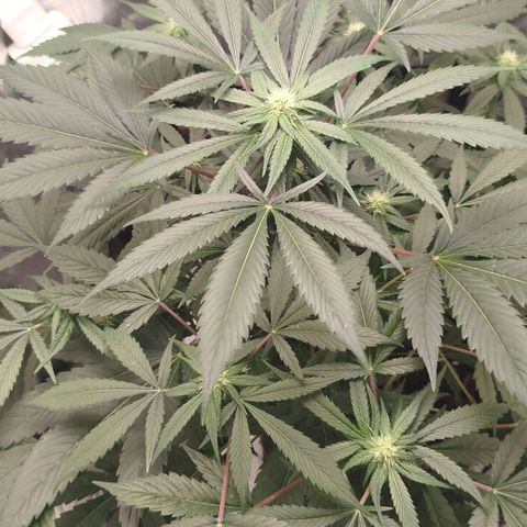White widow & Bubble Gum  growlog timeline photo