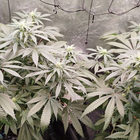 White widow & Bubble Gum  growlog timeline photo