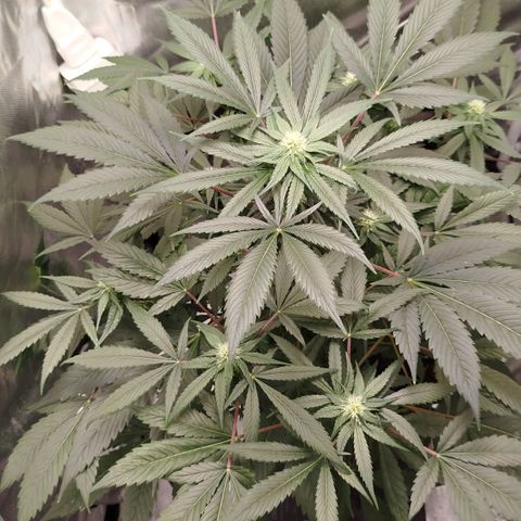 White widow & Bubble Gum  growlog timeline photo