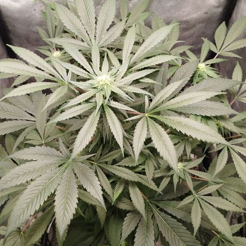 White widow & Bubble Gum  growlog timeline photo