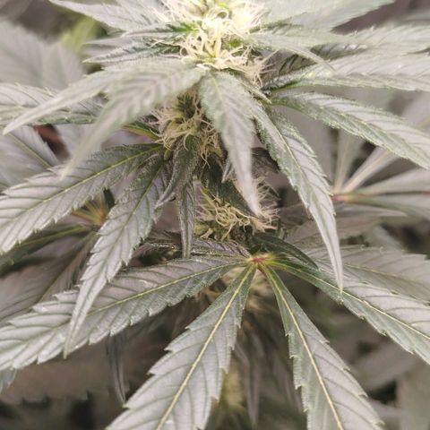 White widow & Bubble Gum  growlog timeline photo