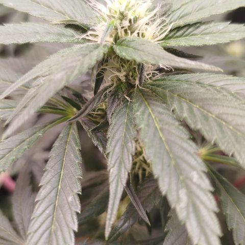 White widow & Bubble Gum  growlog timeline photo