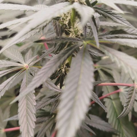 White widow & Bubble Gum  growlog timeline photo