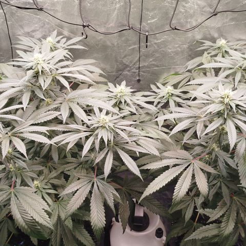 White widow & Bubble Gum  growlog timeline photo